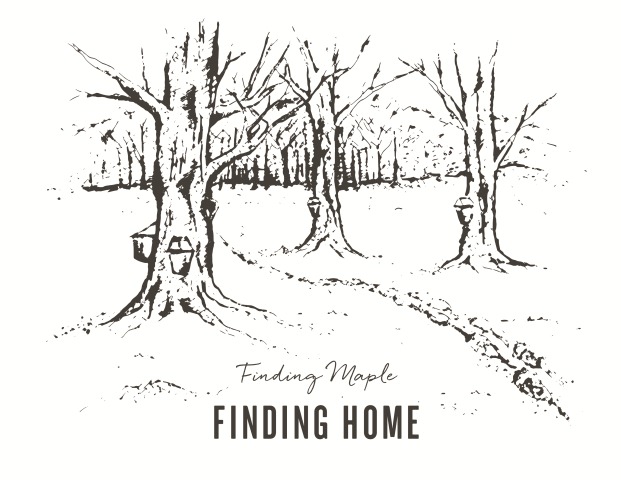 621x480 gallery maple tree drawing - Maple Syrup Drawing