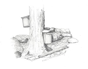 300x236 maple syrup drawings fine art america - Maple Syrup Drawing