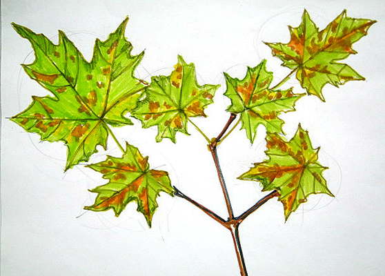 558x400 How To Draw A Maple Tree Branch With Leaves - Maple Tree Drawing