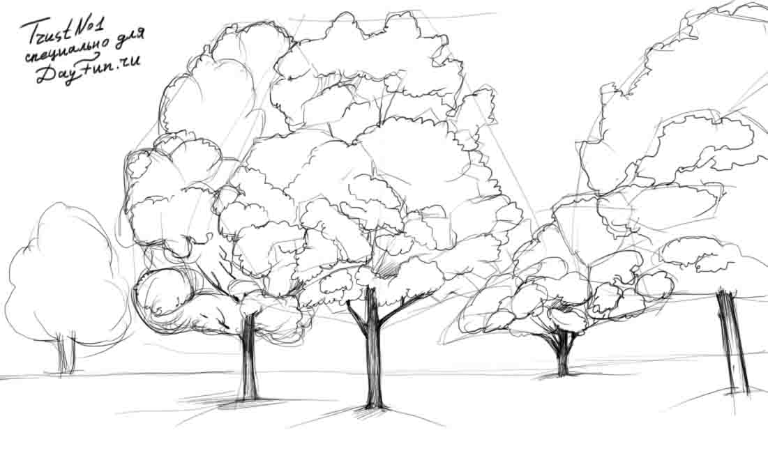 Maple Tree Drawing at Explore collection of Maple