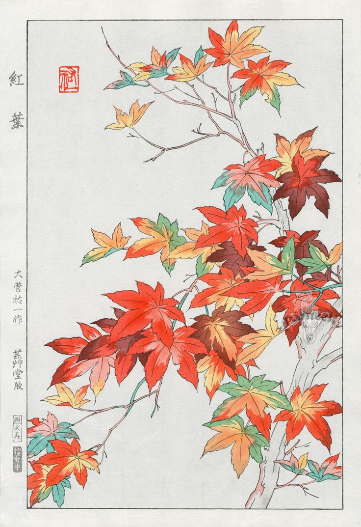 736x1073 Japanese Maple Tree Drawing At Com Free For Personal On Trees - Maple Tree Drawing