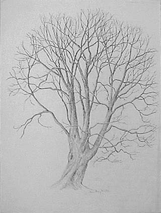 320x423 joan berg victor drawing old maple in early winter item - Maple Tree Drawing