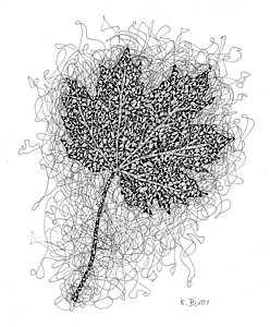 248x300 Maple Tree Drawings Fine Art America - Maple Tree Drawing