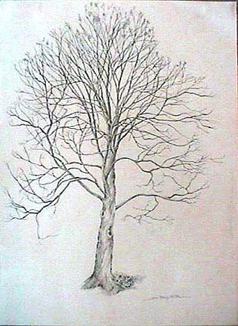 342x468 maple tree seeds drawing images pictures - Maple Tree Drawing