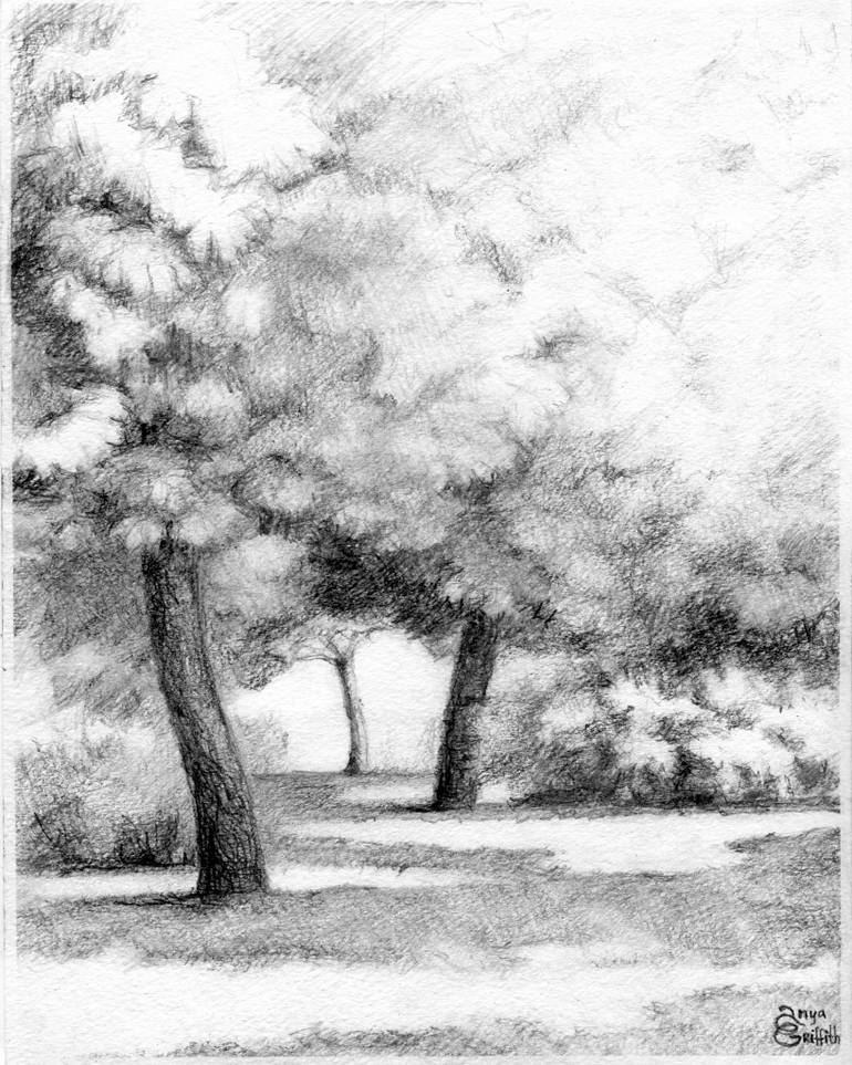 Maple Tree Drawing at Explore collection of Maple