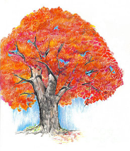 258x300 Red Maple Tree Drawings Fine Art America - Maple Tree Drawing
