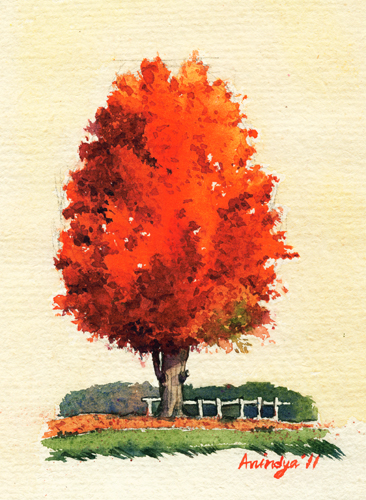 366x500 sugar maple tree tutorial watercolor discussion forum - Maple Tree Drawing