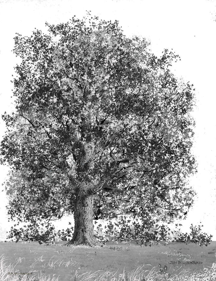 695x900 Wisconsin Sugar Maple Drawing - Maple Tree Drawing