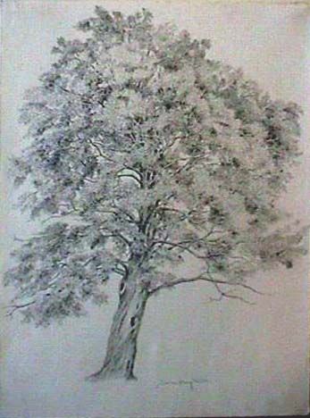 347x468 Maple Tree Drawing - Maple Tree Drawing