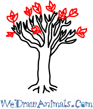300x350 How To Draw A Maple Tree - Maple Tree Drawing