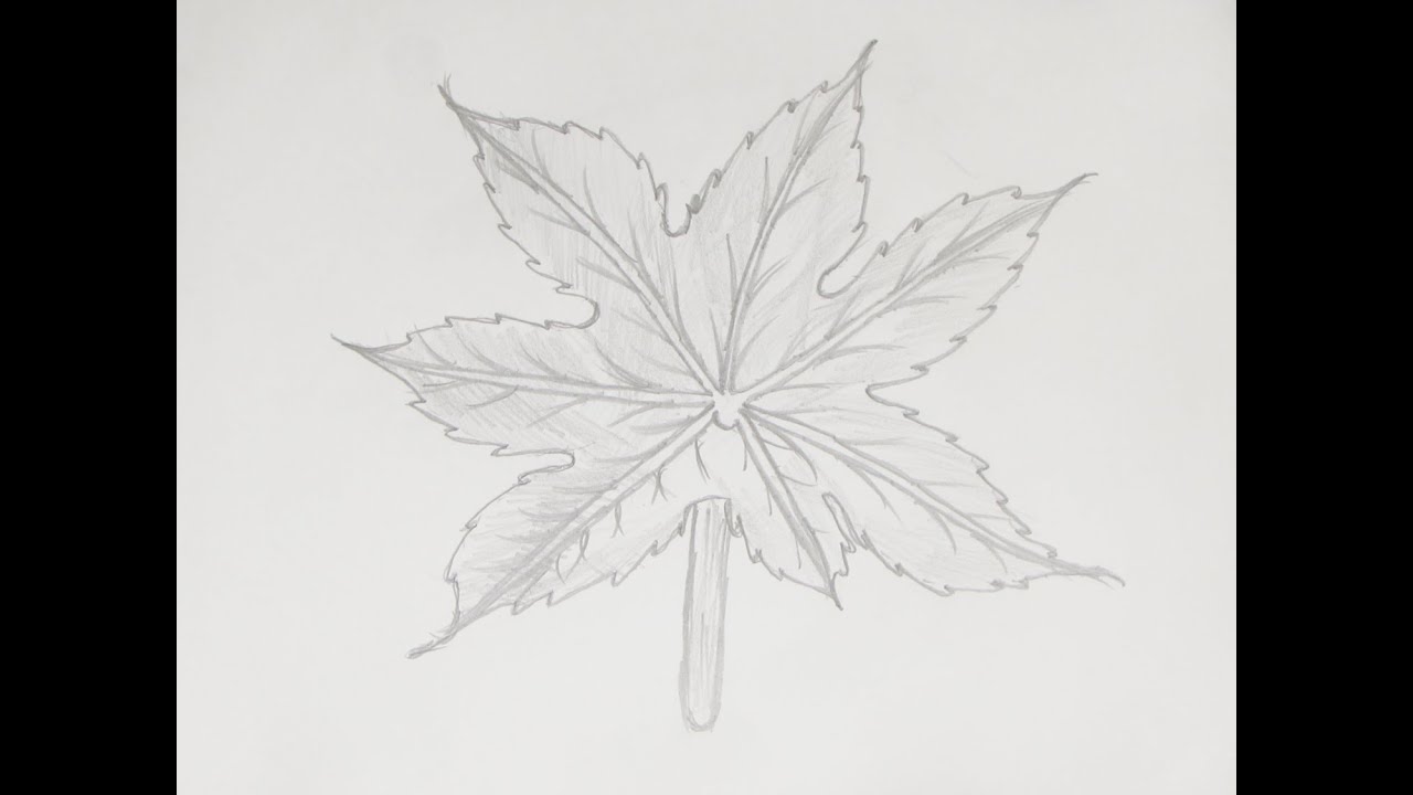 1280x720 How To Draw Or Sketch Maple Tree Leaf - Maple Tree Drawing
