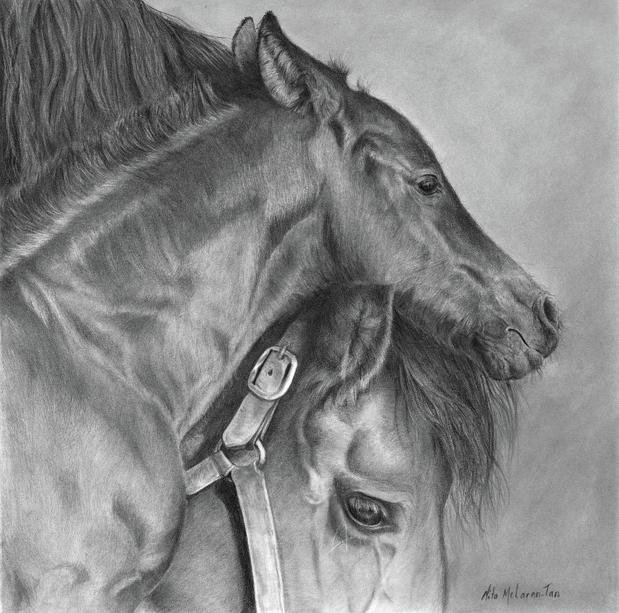 900x891 friesian mare and foal drawing - Mare And Foal Drawings