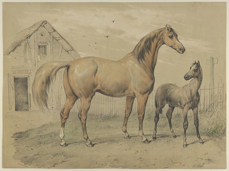 900x672 mare and foal drawing - Mare And Foal Drawings