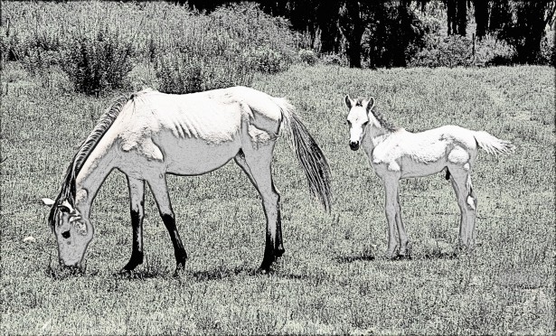 615x372 mare and foal line drawing free stock photo - Mare And Foal Drawings
