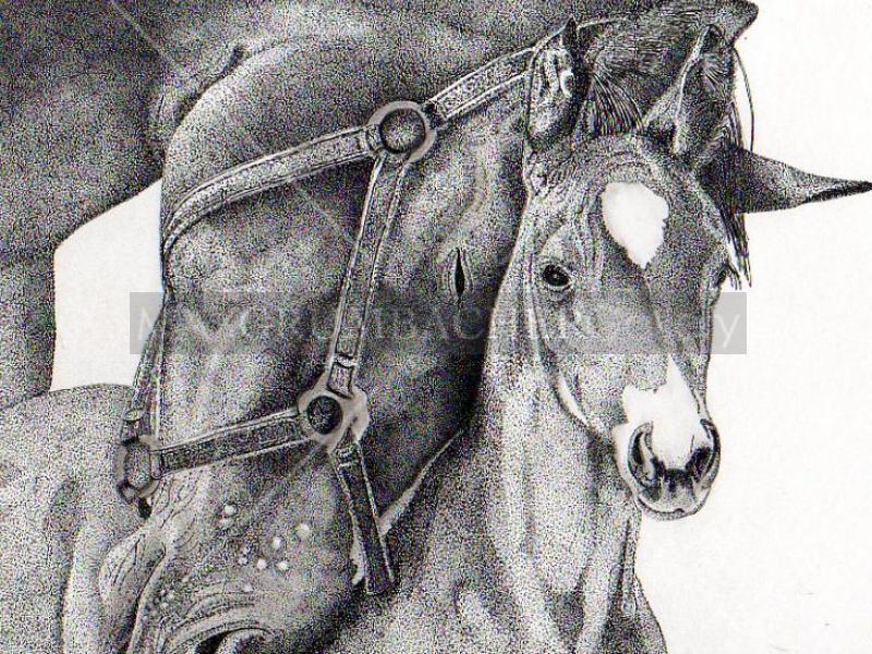 800x600 mare and foal - Mare And Foal Drawings