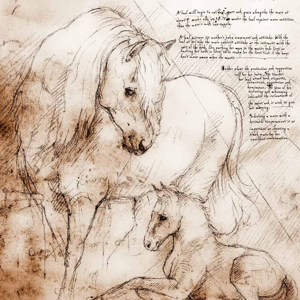 1000x1000 mare and foal study a full size da vinci style drawing - Mare And Foal Drawings