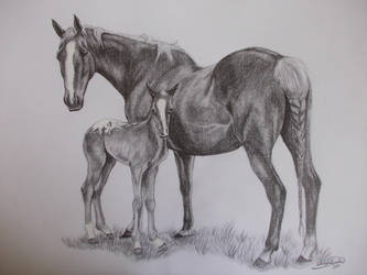 333x250 mare and foal - Mare And Foal Drawings