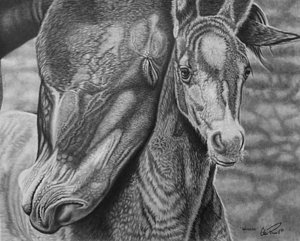 300x241 snuggles drawing - Mare And Foal Drawings