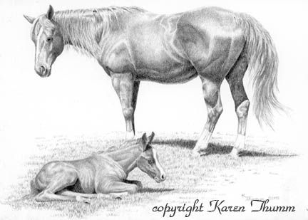432x309 pencil drawing mare and foal in pasture horses in graphite - Mare And Foal Drawings