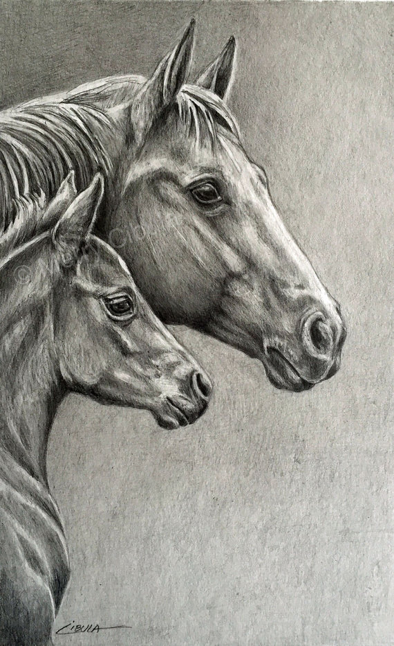 570x933 equine art an original equine graphite pencil drawing - Mare And Foal Drawings