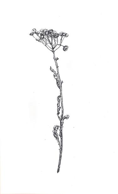 375x617 dried tansy drawing - Margarita Drawing
