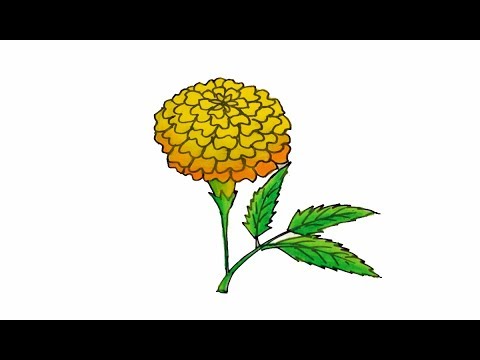 480x360 how to draw a realistic marigold flower easy and simple sayataru - Marigold Drawing