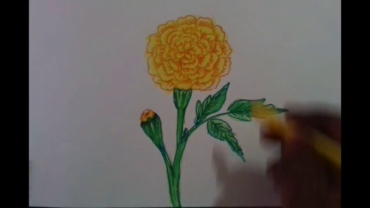 1280x720 how to draw and colour a marigold flower - Marigold Drawing