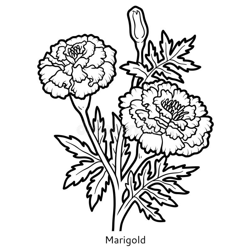 800x800 image result for marigolds flowers drawings drawing, zentangle - Marigold Drawing