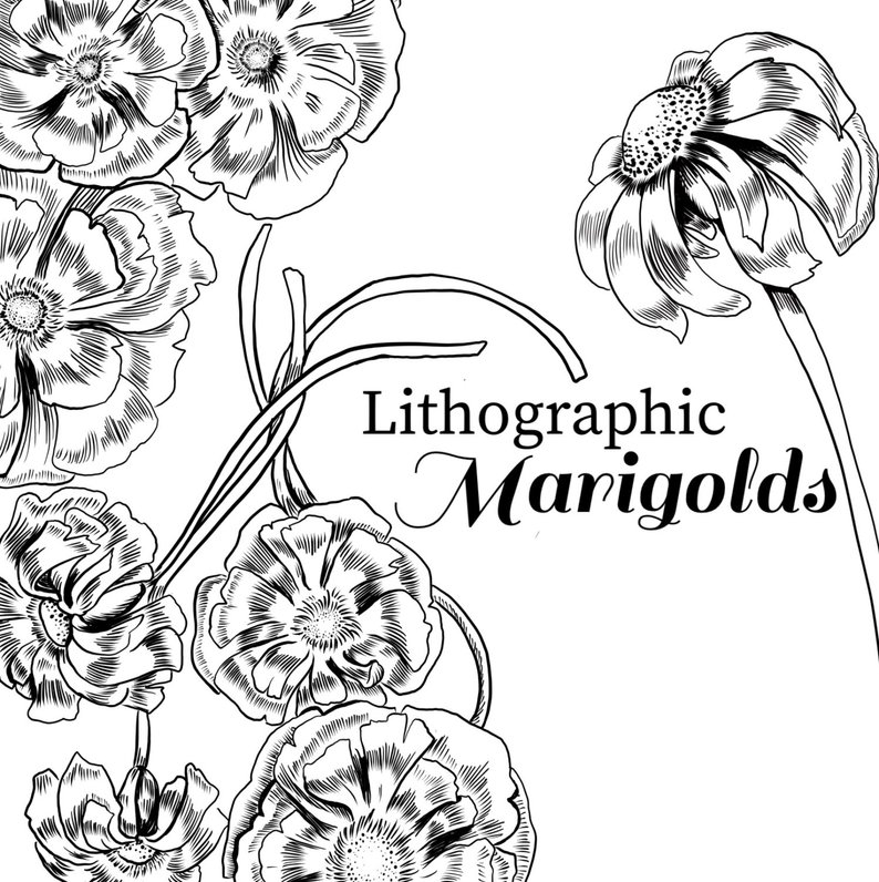 794x796 ink drawing marigold marigold clipart black and white etsy - Marigold Drawing