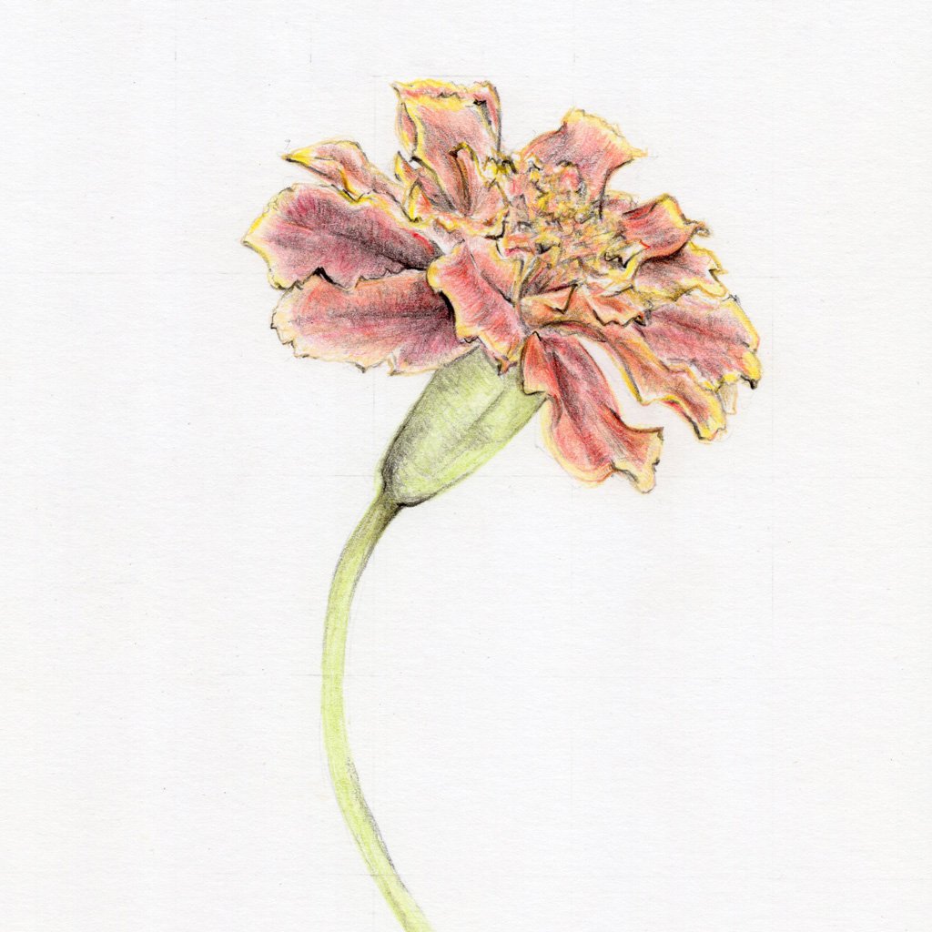 Marigold Drawing at PaintingValley.com | Explore collection of Marigold ...