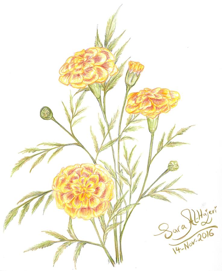 737x900 marigold drawing - Marigold Drawing