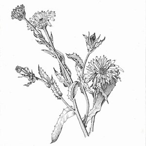 300x300 marigolds drawing - Marigold Drawing