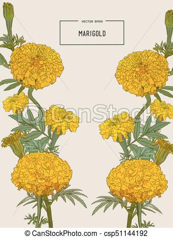 341x470 orange marigolds hand draw sketch vector decorative background - Marigold Drawing