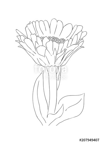 354x500 vector illustration, isolated marigold flower in black and white - Marigold Drawing