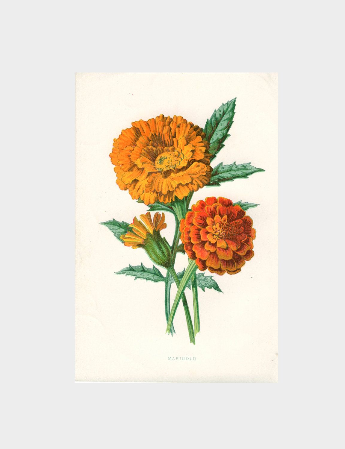 1152x1500 marigold botanical drawing - Marigold Drawing