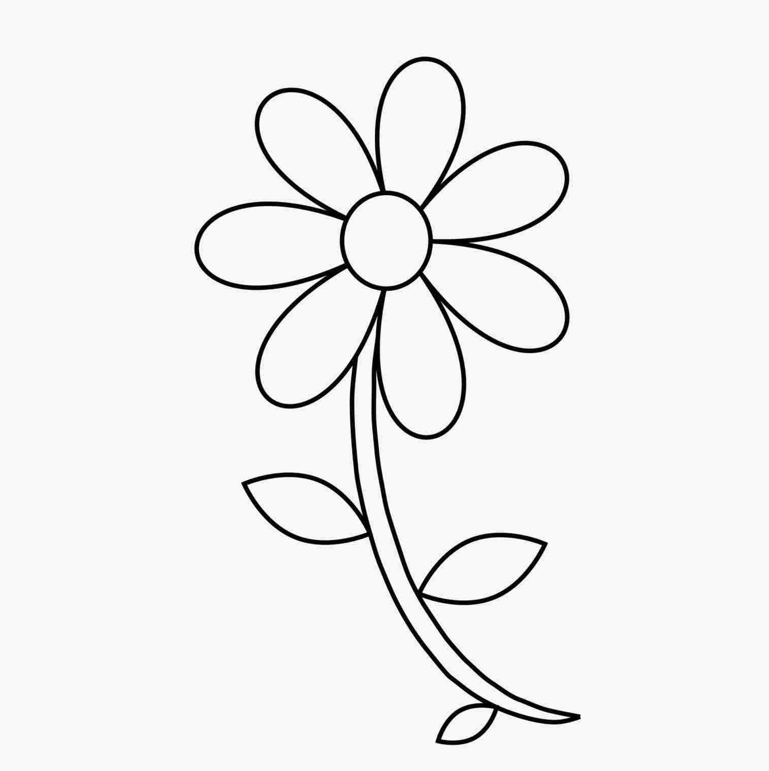 1514x1517 flower simple drawing sketch u pinteurhcom marigold - Marigold Flower Drawing