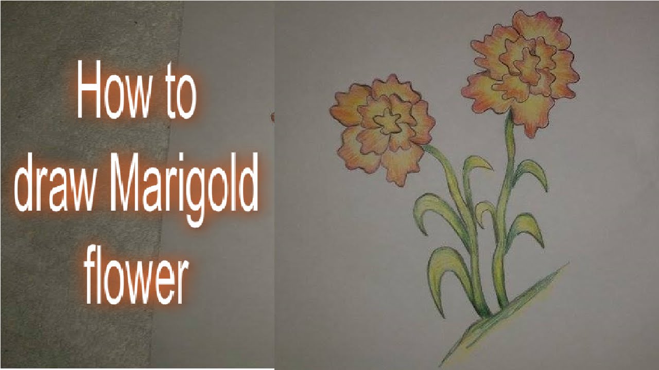 1280x720 How To Draw - Marigold Flower Drawing
