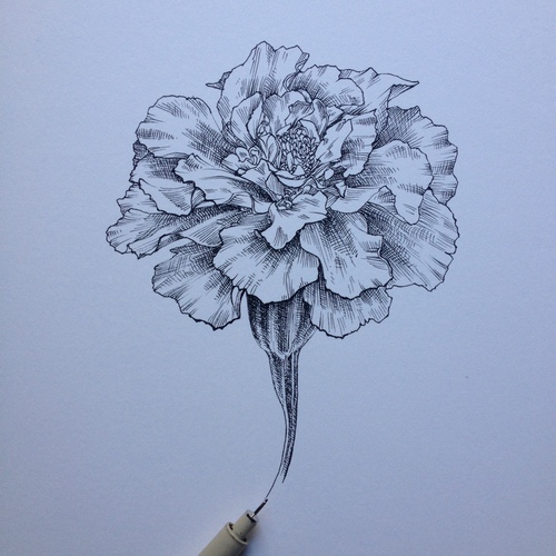 500x500 Image About Drawing In Flowers - Marigold Flower Drawing