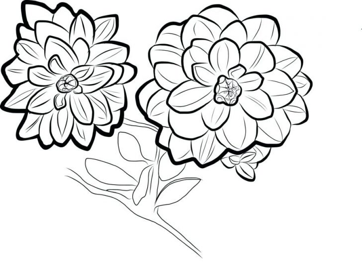 7400 Marigold Flower Coloring Pages Pictures