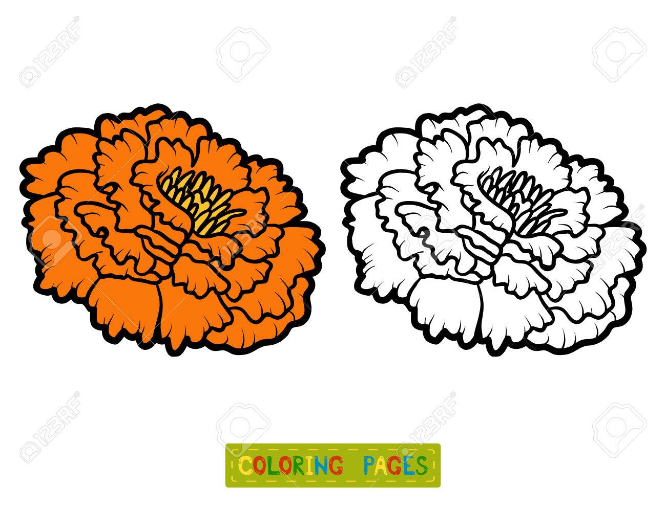 1300x1040 marigold flower drawing easy sketch coloring - Marigold Flower Drawing