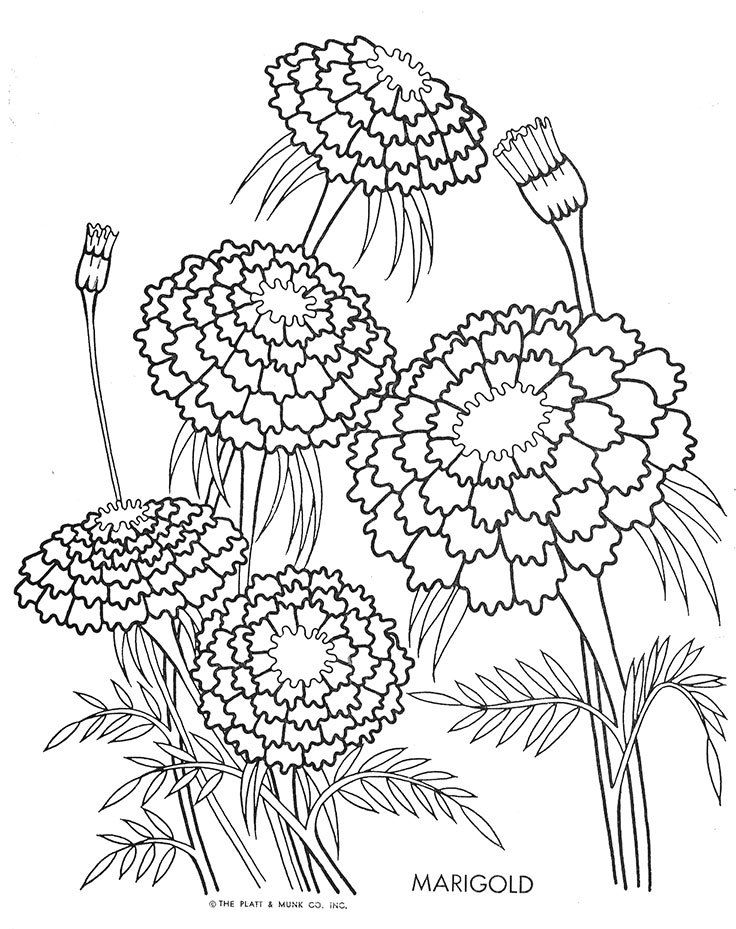 Marigold Flower Drawing Tattoo - Marigold Flower Drawing. 