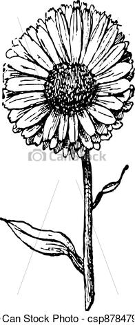 196x470 marigold flower, vintage engraving marigold flower isolated - Marigold Flower Drawing