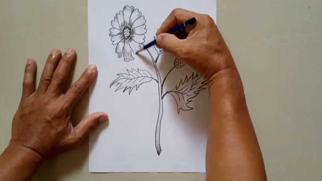 1280x720 marigold flower - Marigold Flower Drawing