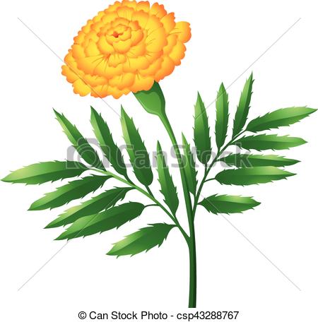 450x456 marigold flower with green leaves illustration - Marigold Flower Drawing
