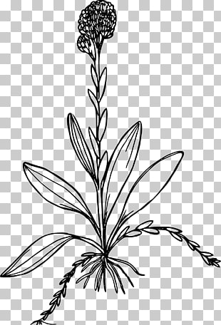310x456 page marigold flower png cliparts for free download uihere - Marigold Flower Drawing