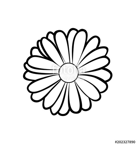 471x500 vector illustration, isolated marigold flower in black and white - Marigold Flower Drawing