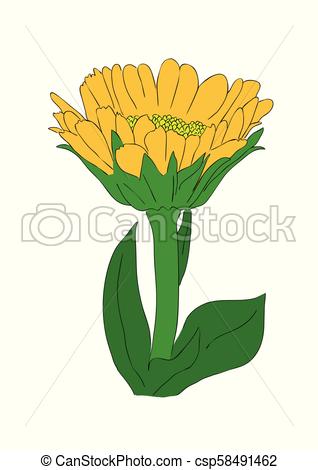 318x470 vector illustration of marigold flower vector illustration - Marigold Flower Drawing