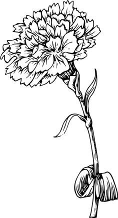 236x436 black and white drawing marigold flower - Marigold Flower Drawing