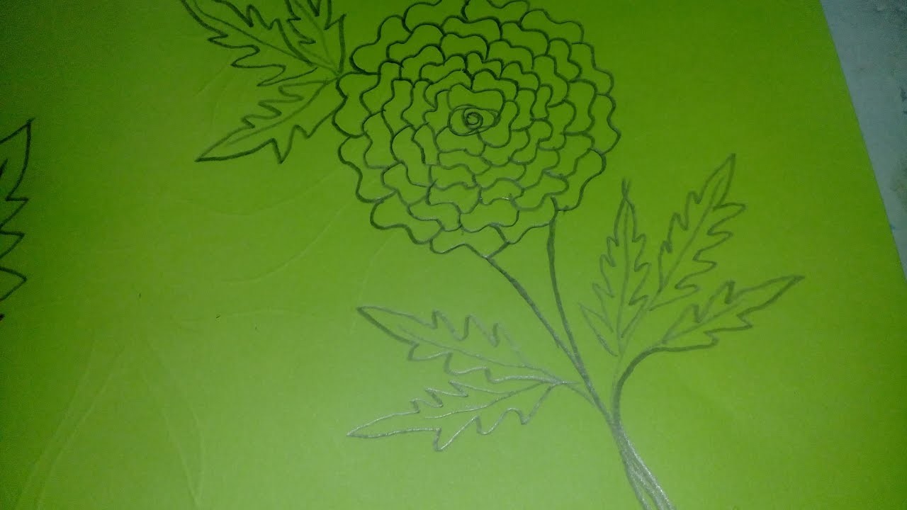 1280x720 Flower Drawing For Kids - Marigold Flower Drawing