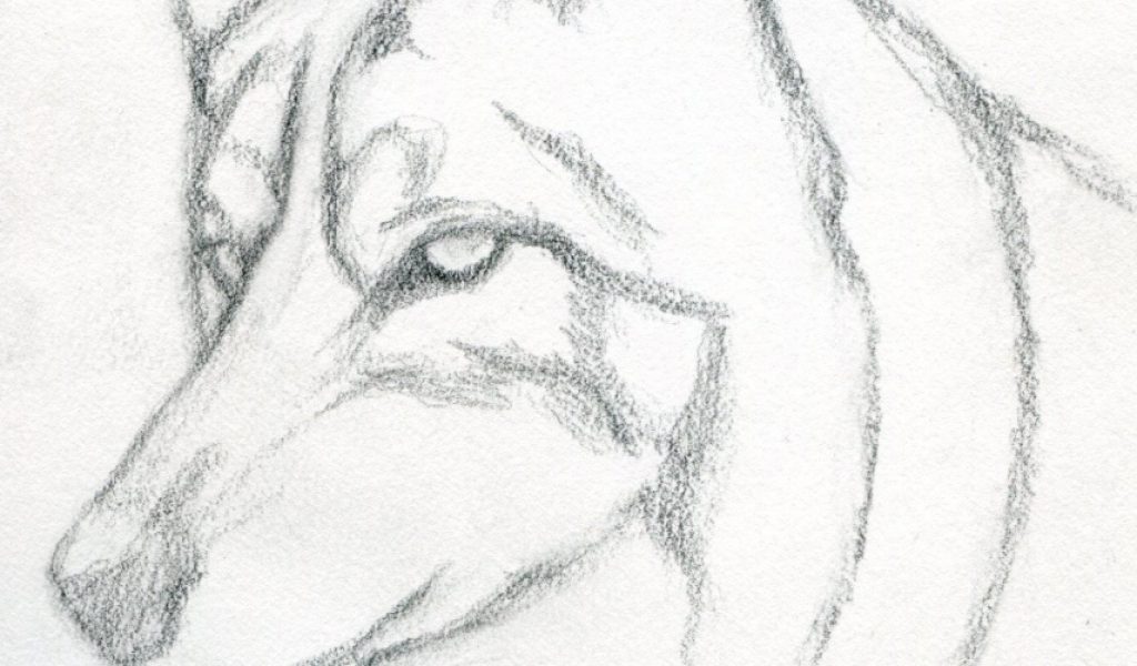 1024x600 Easy Pencil Drawings Of Wolves - Marilyn Monroe Drawing Pencil Easy